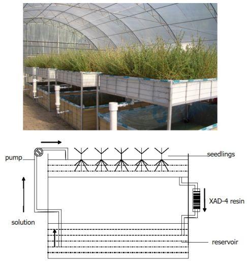 為了生存它們整日“竊竊私語”，相鄰植物釋放的化學物質到底在表達什么