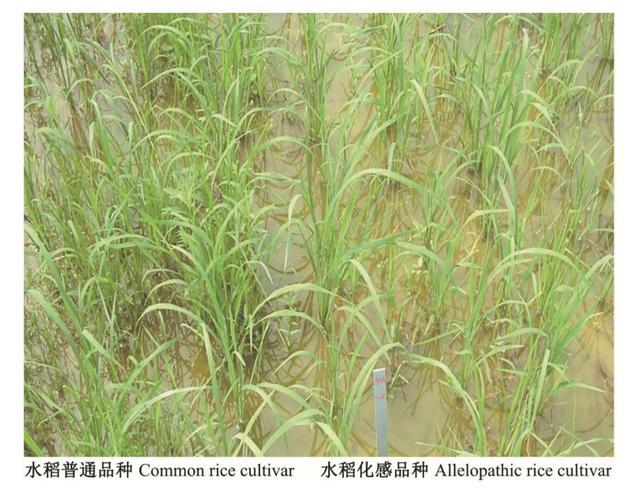 為了生存它們整日“竊竊私語”，相鄰植物釋放的化學物質到底在表達什么