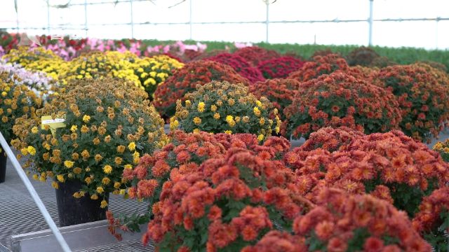 花博會：花卉進入育苗期 靜待五月齊綻放