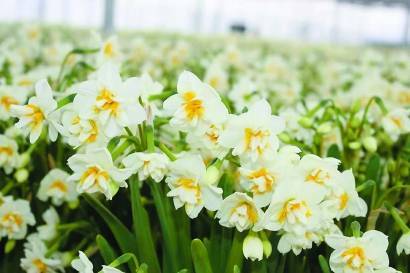中國花博會專設崇明水仙園 品種有五百多年栽培史