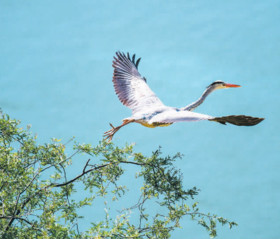 范周：生態(tài)保護擦亮黃河文化名片