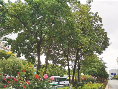 云南城鄉綠化美化三年行動為園林行業帶來機遇