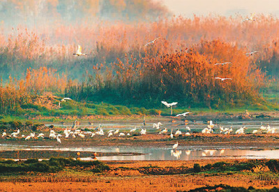 “江城”武漢講述濕地故事