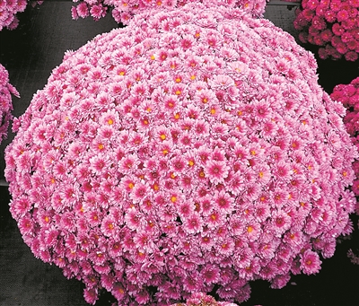 弘揚菊花文化 展現“京花”魅力