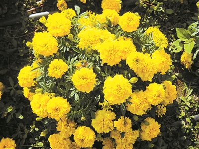 弘揚菊花文化 展現“京花”魅力