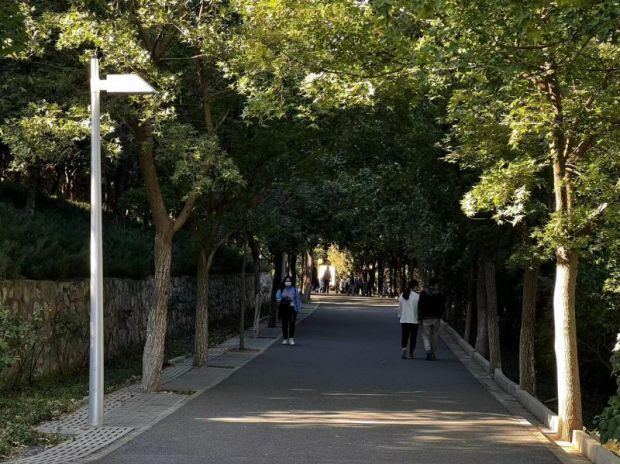 北京園博園永定塔下山花浪漫形成天然“綠色長廊”