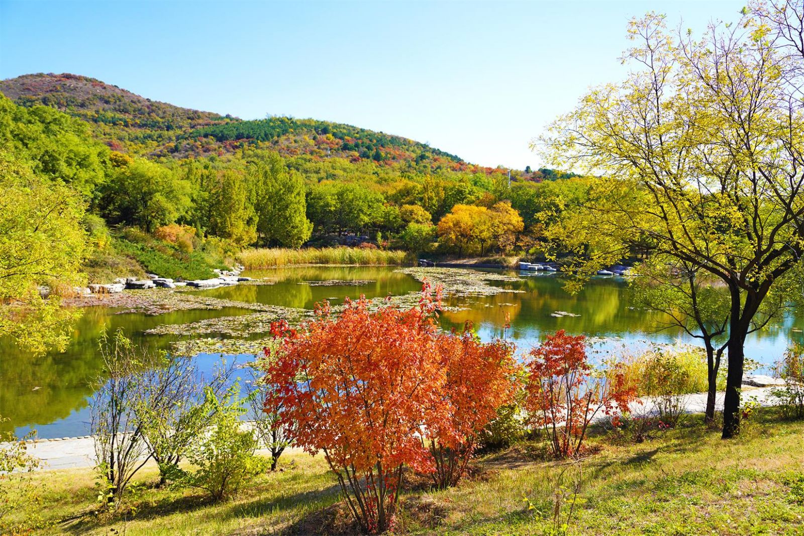斑斕成景 北京市屬公園推出30處彩葉觀賞地