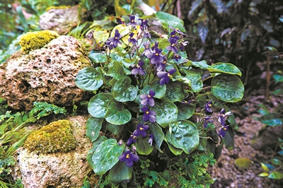 上海植物園：城市中心的植物博物館