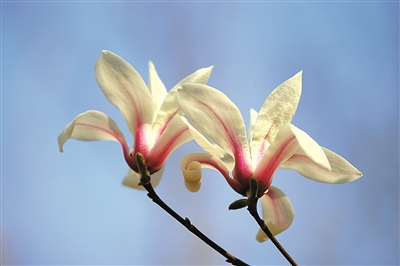 上海植物園：城市中心的植物博物館