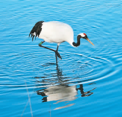 濕地旅游豐富多彩：親水觀鳥深呼吸 賞花徒步可露營