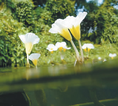 濕地旅游豐富多彩：親水觀鳥深呼吸 賞花徒步可露營