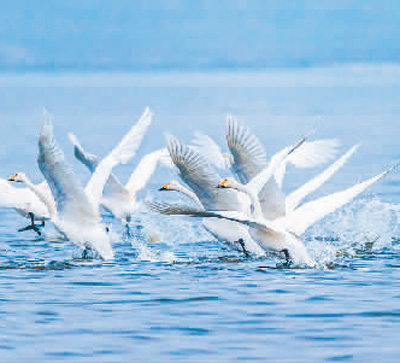 濕地旅游豐富多彩：親水觀鳥深呼吸 賞花徒步可露營