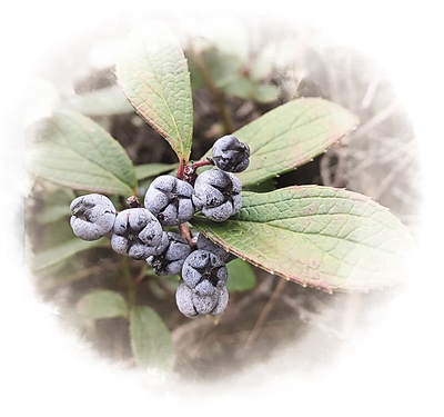 農業文化遺產——為保護生物多樣性貢獻中國智慧