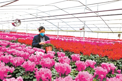 北上廣年宵花市節(jié)日氛圍漸濃