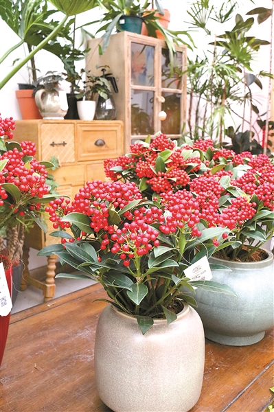 北上廣年宵花市節(jié)日氛圍漸濃