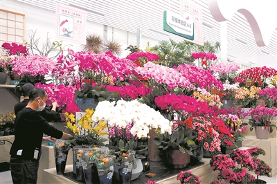 北上廣年宵花市節(jié)日氛圍漸濃