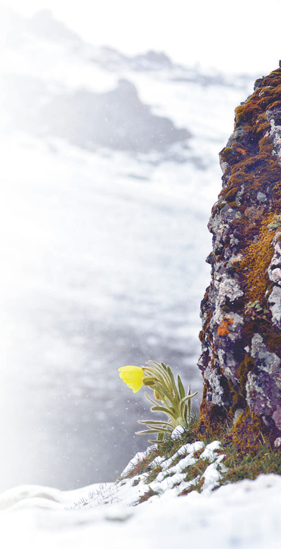 冰天雪地，為何也有植物開花？