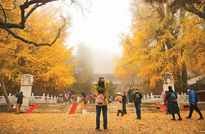 中國(guó)古樹名木已是興旺的“大家庭”