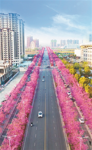 新優開花植物豐富城市景觀打造魅力街景