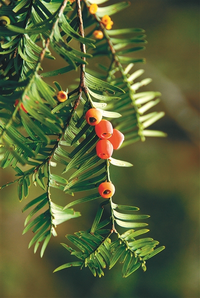 我國(guó)重點(diǎn)保護(hù)野生動(dòng)植物種群持續(xù)恢復(fù)