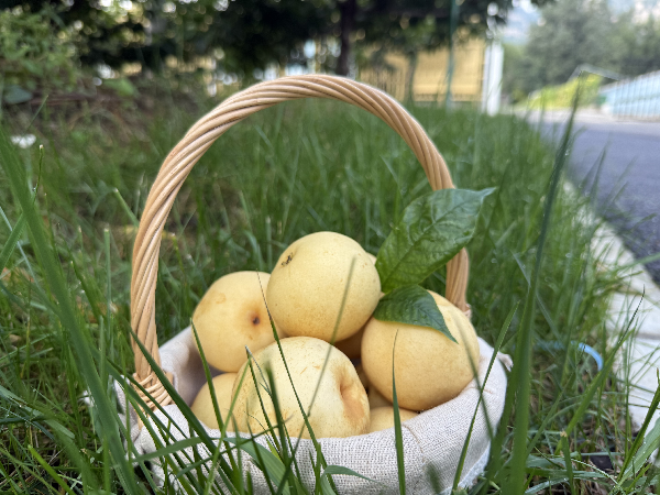 碩果飄香·豐涵海淀丨“梨”享生活 金秋味道