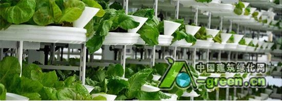 加拿大的第一個垂直農場