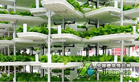 加拿大的第一個垂直農場