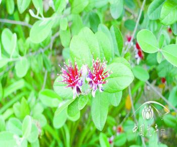 上海植物園菲油果花開正當(dāng)時