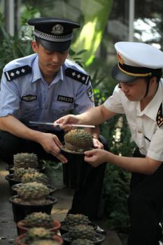 杭州海關查獲走私活體瀕危植物龜甲牡丹