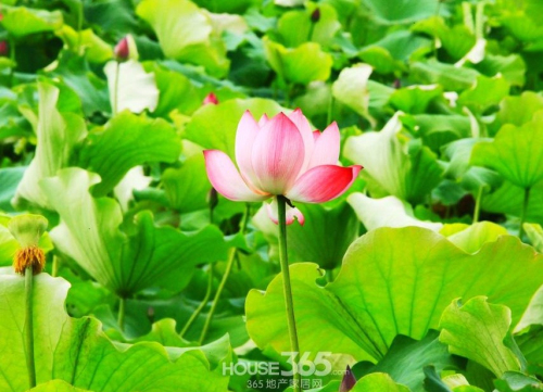荷花