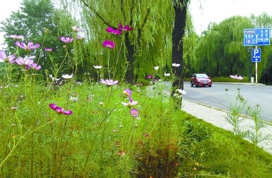 南京：街頭綠化“平民范” 野草花有助生態修復