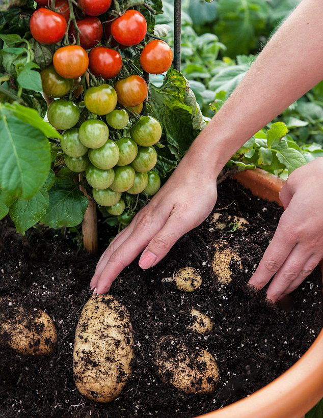 英植物“一藤雙生” 長土豆番茄