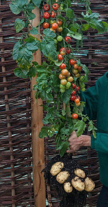 英植物“一藤雙生” 長土豆番茄