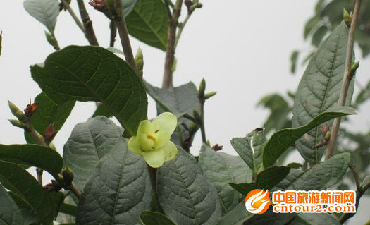 四川省首次發(fā)現(xiàn)瀕危植物小黃花茶