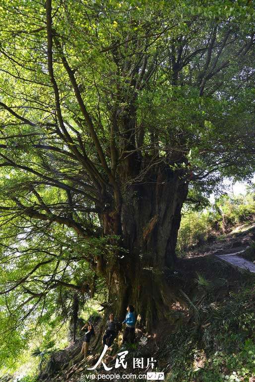 四川敘永驚現千年古樹 胸圍17米獨樹成林