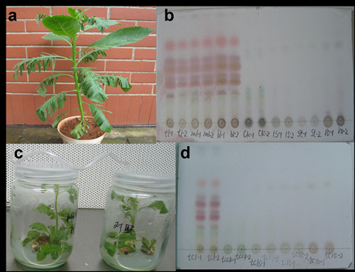昆明植物所等在應(yīng)激性植物次生代謝產(chǎn)物領(lǐng)域進(jìn)行探索