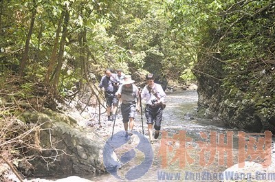 譚忠誠等人蹚水前行,尋找棚灣糧倉,發(fā)現(xiàn)了珍稀的穗花杉 譚忠誠 攝