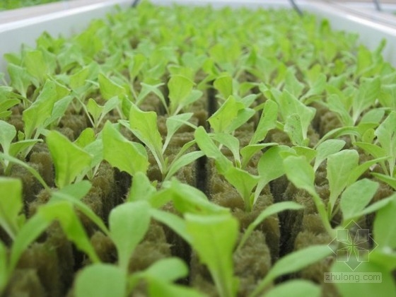 Gotham Green設計的屋頂農(nóng)場 公共空間|規(guī)劃設計 中國風景園林網(wǎng)