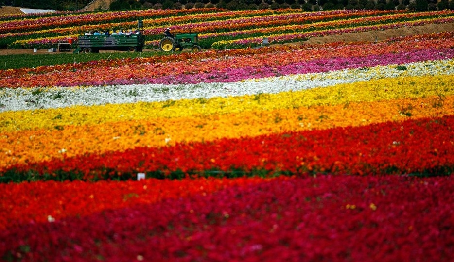 美國加州卡爾斯班花海絢爛