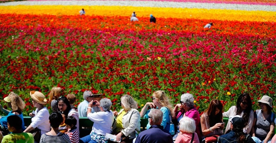 美國加州卡爾斯班花海絢爛