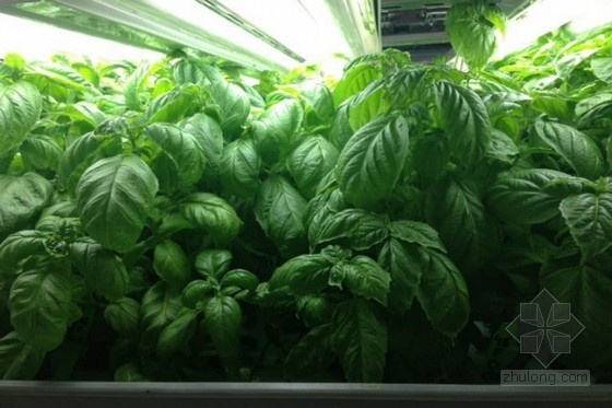 美國最大的室內有機農場