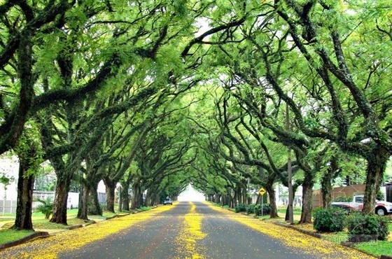 世界上最美的街道----巴西阿雷格里港大街