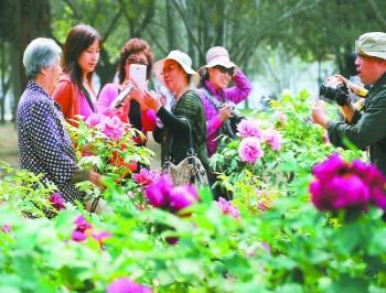 北京植物園和中國科學院植物研究所共辦牡丹節(jié)