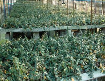 新品種_園林科普_園林科技