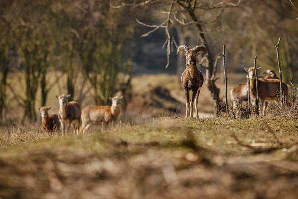 北京:首提劃定城市特定野生動物棲息地