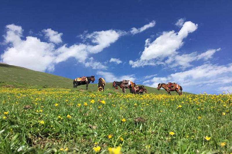 國家林草局將全力推動青海國家公園示范省建設(shè)