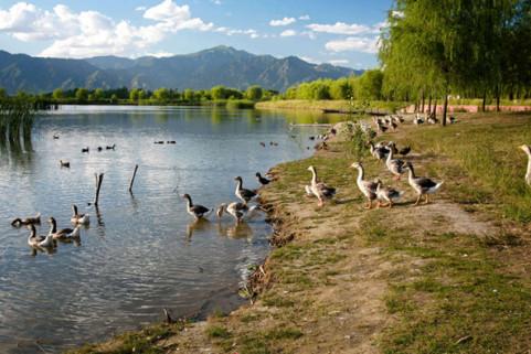 求解人與動物和諧相處之路