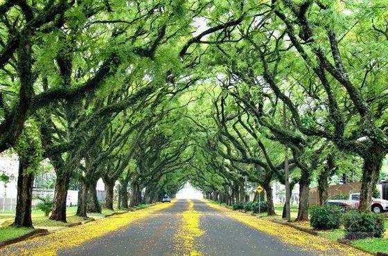 科學認識樹木與城市生態的相互影響