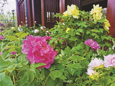 洛陽(yáng)牡丹驚艷亮相第十屆花博會(huì)