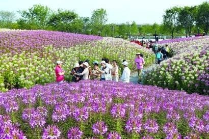 上海花博會(huì)花博園游客破百萬(wàn)